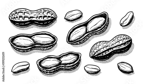 SEO Title
Comic style peanut illustration hand drawn peanuts natural arrangement outline vector isolated on white background