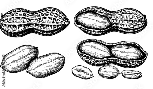 SEO Title
Hand drawn peanut botanical food sketch peanuts in shell and kernels outline vector isolated on white background