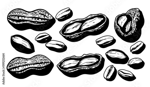 SEO Title
Comic style peanut illustration hand drawn peanuts natural arrangement outline vector isolated on white background