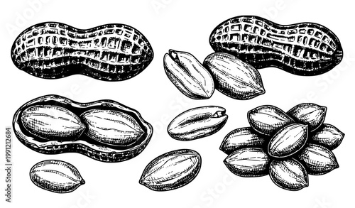 SEO Title
Hand drawn peanut botanical food sketch peanuts in shell and kernels outline vector isolated on white background