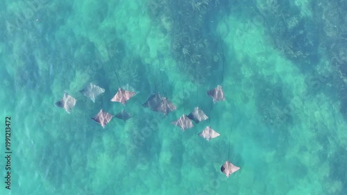 Eagle ray underwater flying Australia beautiful 