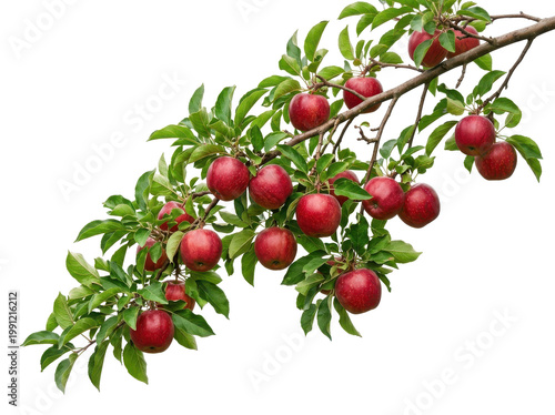Ripe red apples hanging on a branch with green leaves, captured in a close-up shot with a clean white background, evoking a fresh and natural feel.