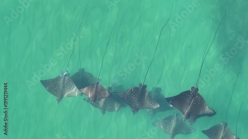 Eagle ray underwater flying Australia beautiful 