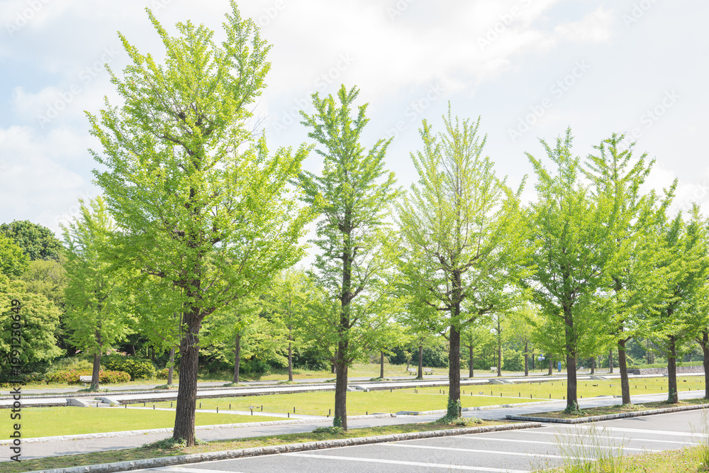 Obraz premium Lush Green Trees in a Serene Public Park under Bright Sunlight