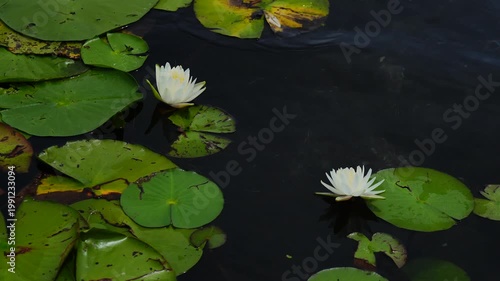 Landscape of Lake Rogers Park in Odessa, Florida, close to Tampa