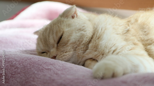 眠い子猫