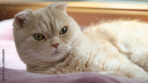 起き上がる子猫