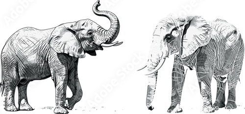 
Detailed Black and White Ink Sketch of Two African Elephants Trunk Up and Walking Wild Animal Vector Illustration Set
