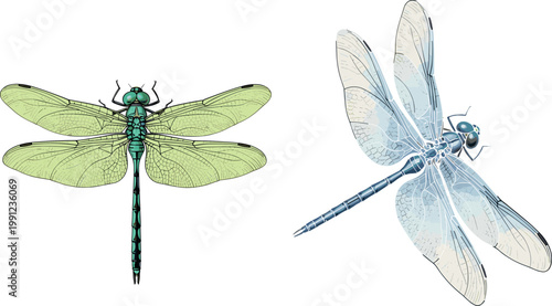 Detailed Green and Blue Dragonfly Pair Realistic Insect Wings Top View Nature Wildlife Vector Illustration Set