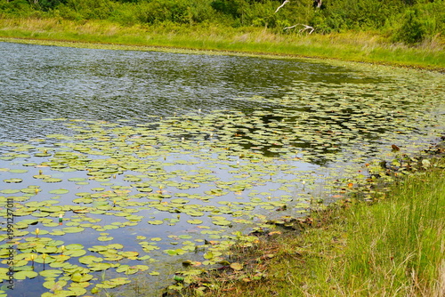 Fotografie Landscape of Lake Rogers Park in Odessa, Florida, close to Tampa