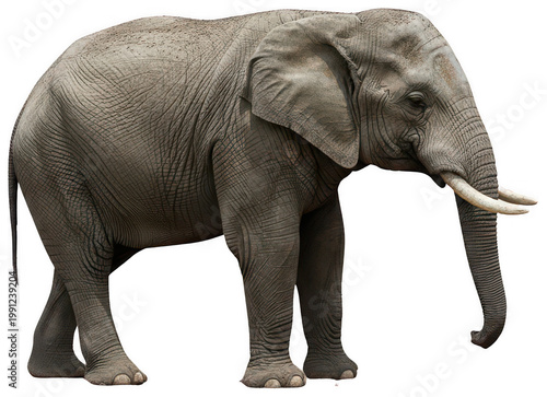 Large elephant png African elephant cutout Standing elephant png Tusked elephant cutout Grey pachyderm png Wild animal cutout Side view elephant png Savannah isolated transparent background image