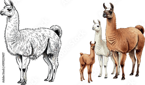 Hand Drawn Llama and Alpaca Family Vector Illustration with Sketch and Colored Style on White Background