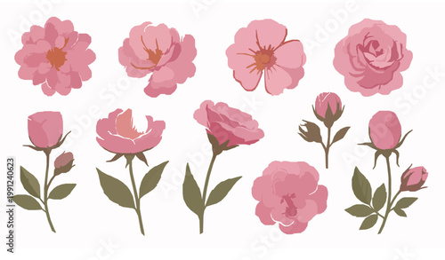 Vintage pink garden flower vector set botanical painting style isolated elements