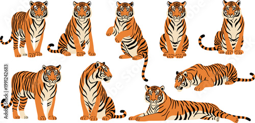 Wild Orange Tiger in Multiple Poses Sitting Standing and Lying Cartoon Illustrated Vector Set on White Background