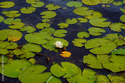 Quadro su tela Landscape of Lake Rogers Park in Odessa, Florida, close to Tampa