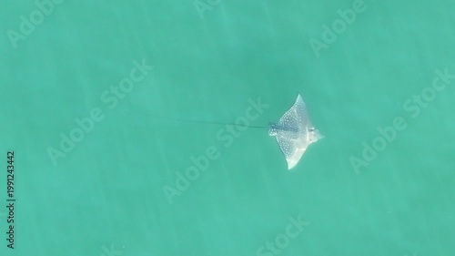 Eagle ray underwater flying Australia beautiful 