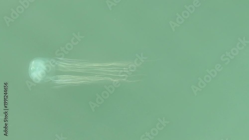 Box Jellyfish dangerous wild animal swimming Australia large