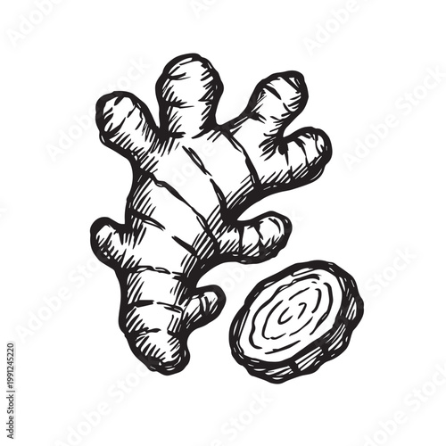 Vector art illustration of ginseng with its cut sections, representing wellness and natural remedies, smooth shapes, simple details, modern minimal design, herbal ingredient theme.