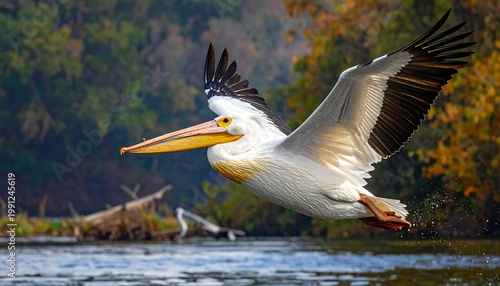 A large, white bird with black wingtips soars gracefully over a tranquil lake. The background features lush trees with autumn colors