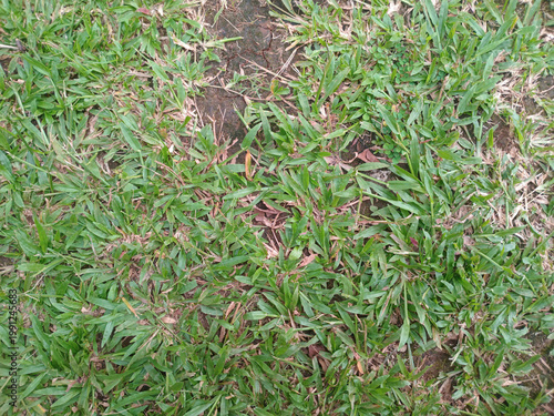 Obraz na plátně Green lawn grass with brown dried blades and bare soil spots, outdoor ground texture showing turf damage and thinning vegetation