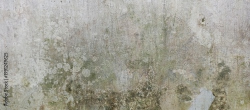 Lichen Growth On Aged Gray Concrete Wall