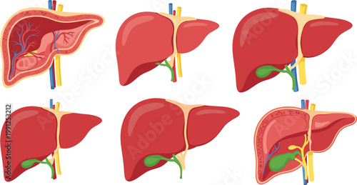 Vector Set of Detailed Liver Illustrations Showing Anatomy and Internal Structure for Medical, Health, and Education Designs