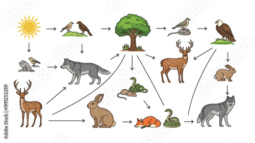 Educational food web diagram showing various animals like wolves, deer, rabbits, and birds interacting with a tree and the sun.