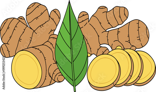 Fresh Ginger Root Collection with Sliced Rhizome and Green Leaf Natural Herbal Ingredient Illustration