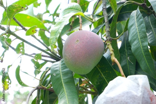 Photography Ripe Mahachanok mango with elongated shape and pink-red skin