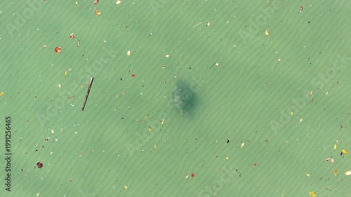 Turtle swimming underwater under marine sticks and debris