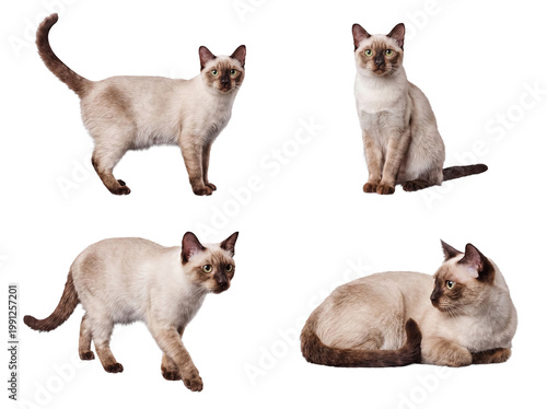 Fotografie Multiple engaging poses of a beautiful Tonkinese cat, perfectly isolated on a transparent background