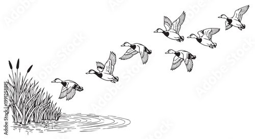 Vector illustration of ducks flying over water with cattails vector graphic
