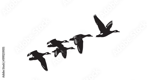 Vector illustration of geese flying in formation on white background