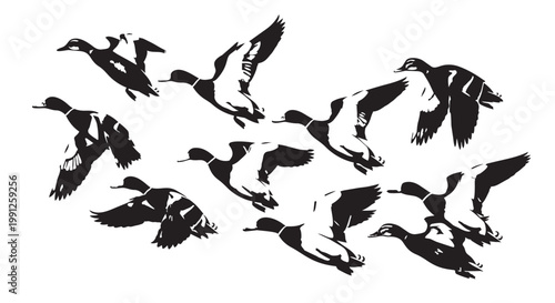 Black ducks flying vector illustration, flock of birds in flight, graphic design element, silhouette, flying ducks, vector graphic, illustration, black and white, wildlife, animal design