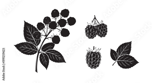 Blackberry vector illustration with leaves and fruit, blackberry clipart, blackberries with leaves, vector graphic design of blackberry plant