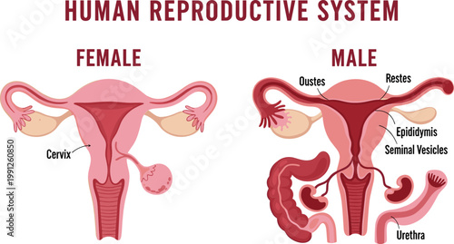 Human Reproductive System Illustration Showing Male and Female Anatomy with Labeled Organs for Medical Education, Biology Study, and Healthcare Learning Materials