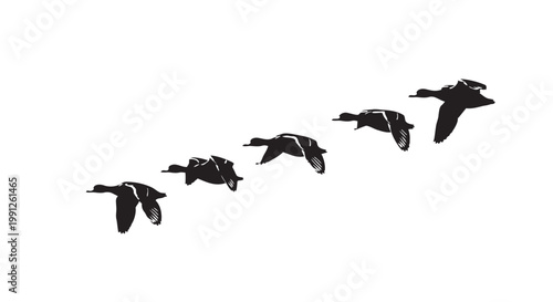 Vector illustration of ducks flying in a formation on white background