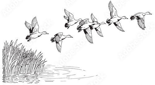 Vector illustration of ducks flying over water with reeds, black and white graphic design