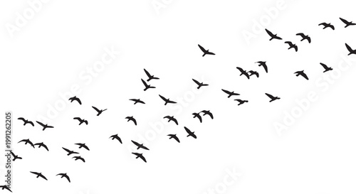 Vector illustration of a flock of birds flying in formation against a white background, birds in flight, black silhouette, graphic design element