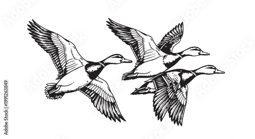 Three ducks flying in formation vector illustration graphic design