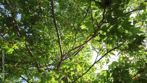 Looking Up At Trees With Walkthrough