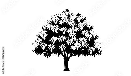 Hand drawn mango tree vector with organic shape and fruit silhouette isolated on white