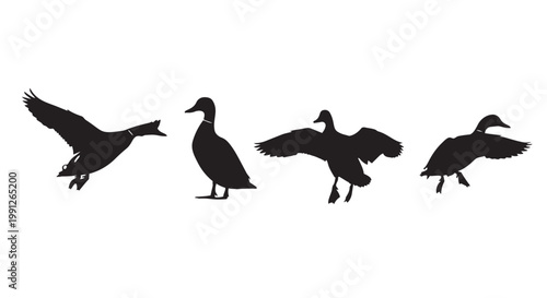 Vector illustration of four black duck silhouettes in different poses flying walking