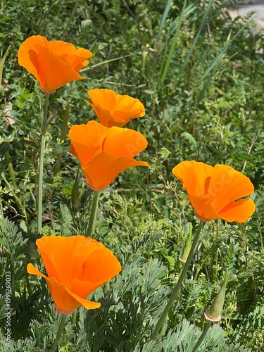 bright orange California poppies in a xeriscape garden landscape, close up