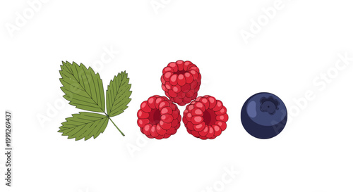 Illustration of fresh raspberry cluster with green leaf and single blueberry.