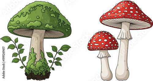 Mushroom Nature Collection with Green Forest Fungus and Red Toadstool Botanical Illustration Set