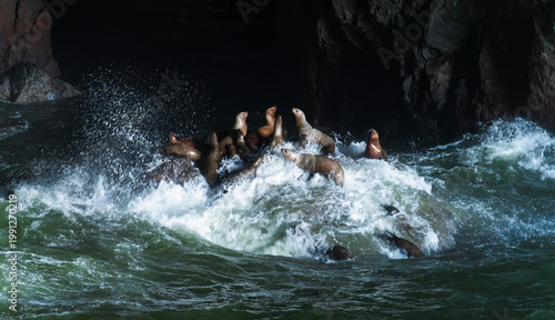 Vászonkép Sea Lions being hit by a rogue wave