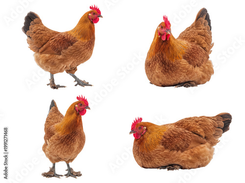 Fotografía Brown farm hens in diverse natural poses, ready for agricultural and rural-themed design projects on transparent