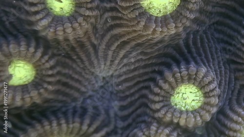 Witness vibrant life of ocean reef as emerald polyps gracefully unfold on convoluted coral. Intricate patterns of this stony colony showcase nature's artistry underwater, bathed in soft daylight.