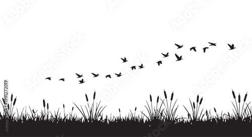 Fotografía Silhouette birds flying over grass and cattails vector illustration graphic